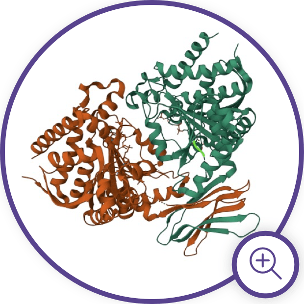 Thumbnail, click for more info: Isocitrate dehydrogenase 1 and 2
