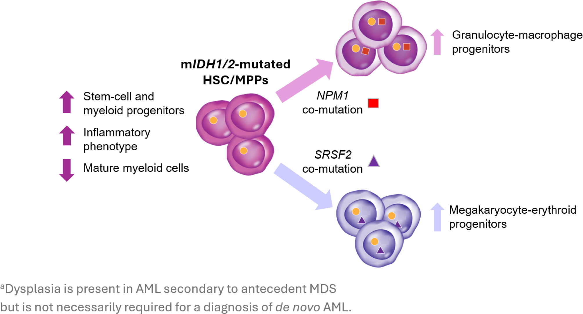 Transcriptional phenotypes associated with IDH mutations and co-mutations in NPM1 and SRSF2.27
