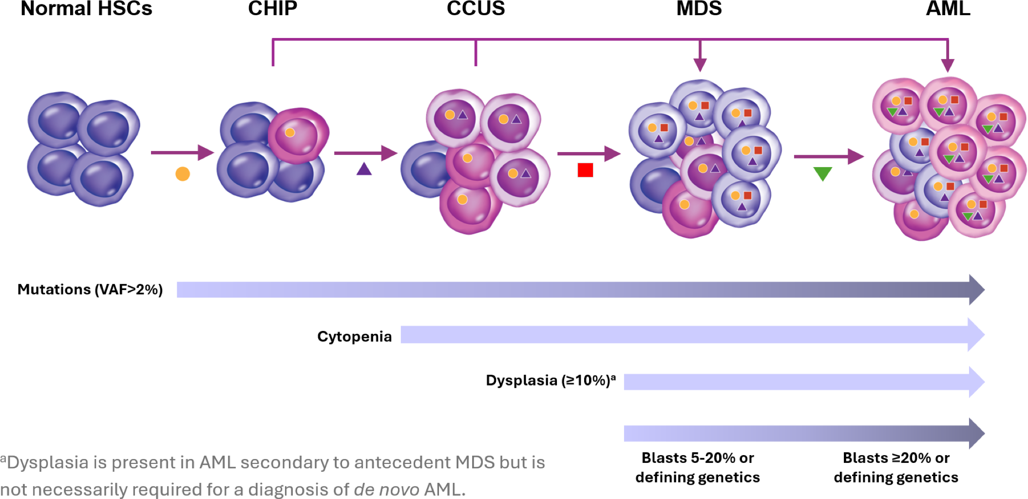 Relationship of MDS/AML with CHIP and CCUS.11,12